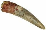 Juvenile Fossil Spinosaurus Tooth - Real Dinosaur Tooth #298763-1